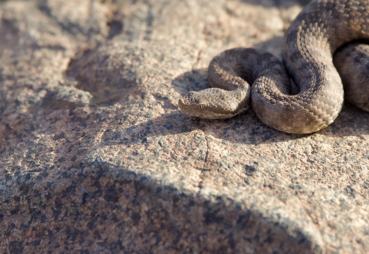 Atlas Dwarf Viper - ML638511257