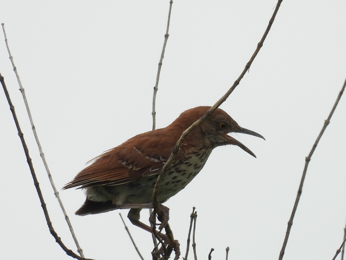 Brown Thrasher - ML638511265