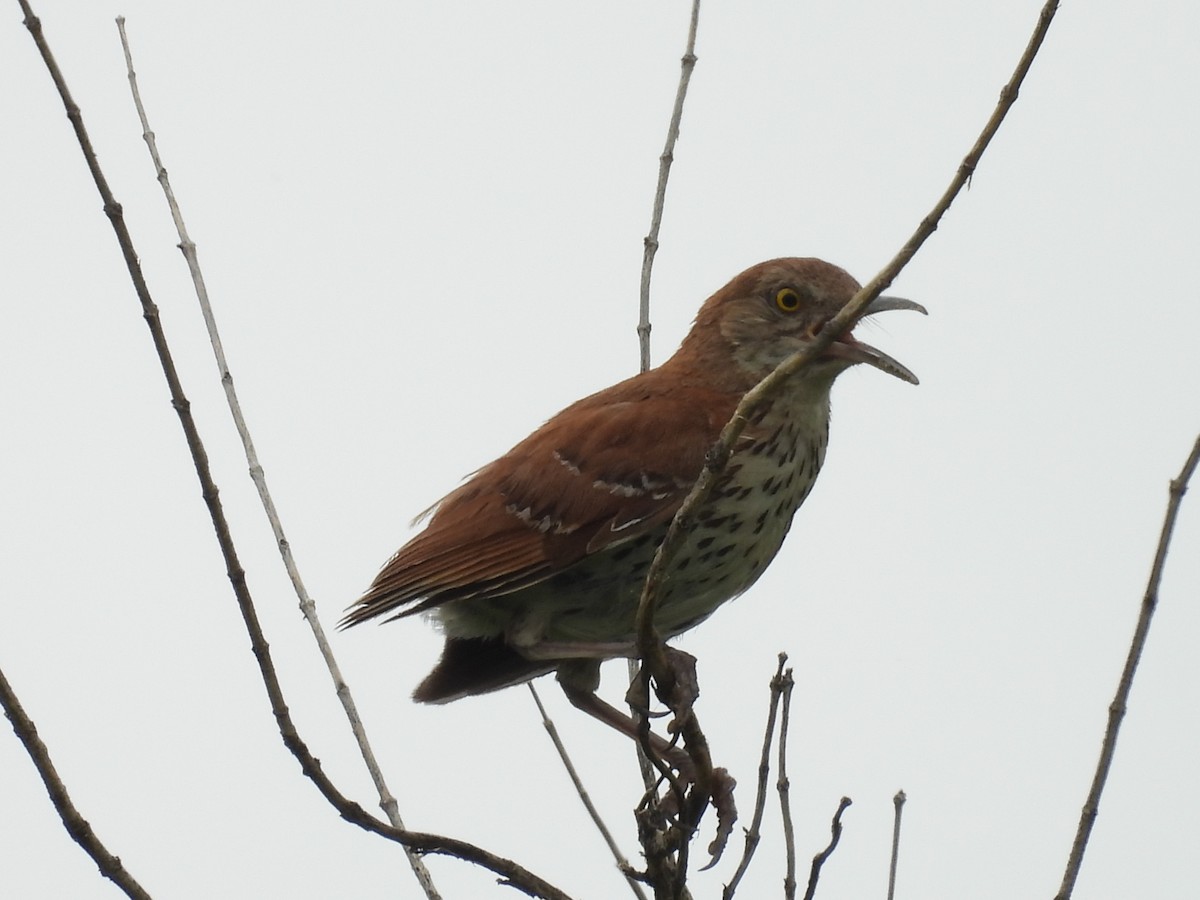 Brown Thrasher - ML638511268