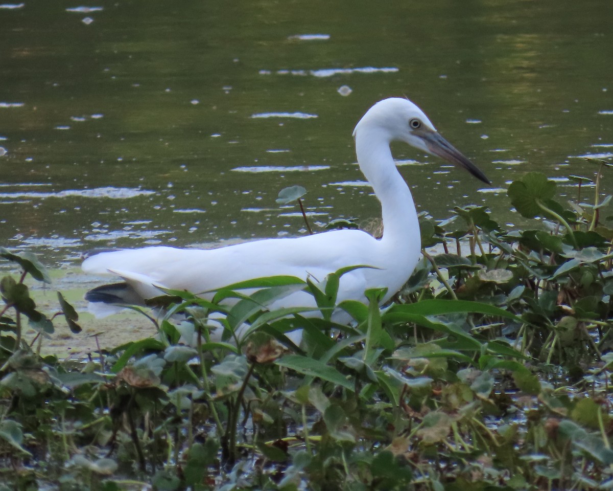Little Blue Heron - ML638511291