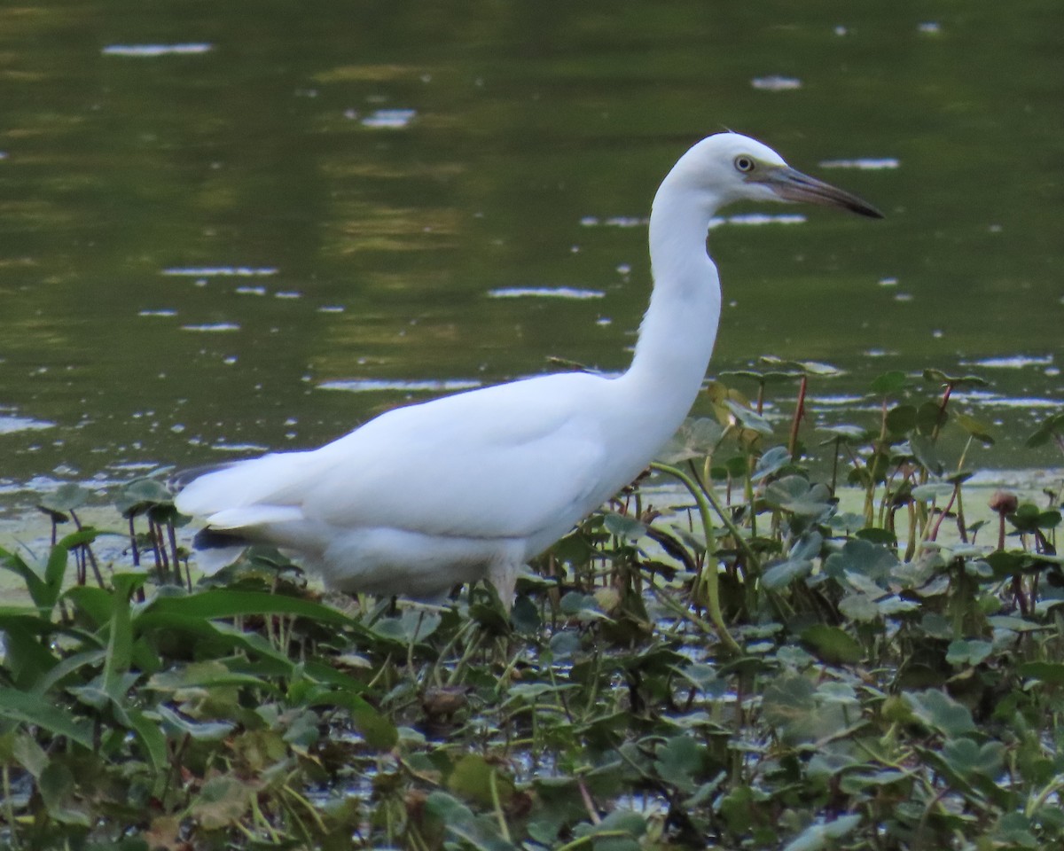 Little Blue Heron - ML638511292