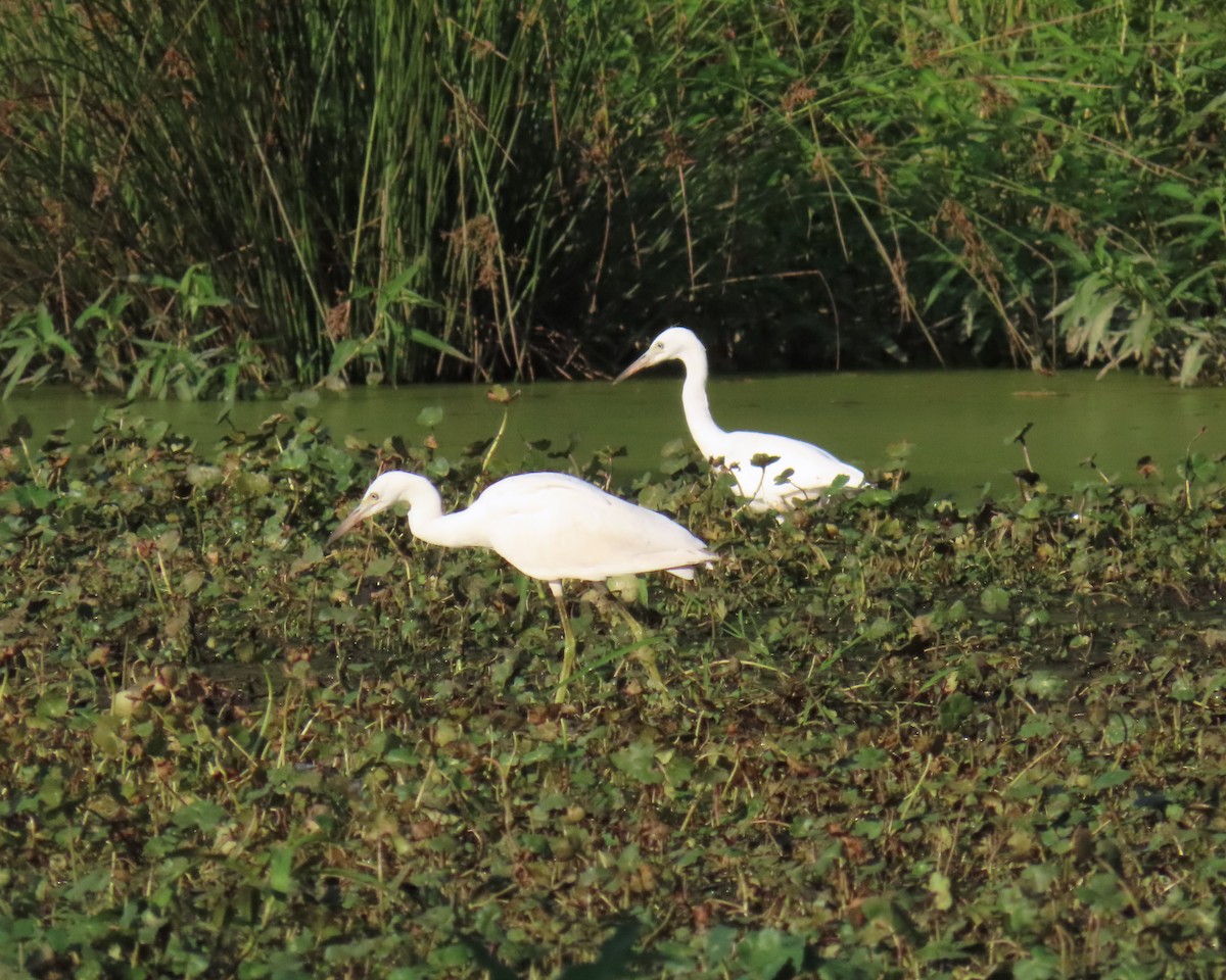Little Blue Heron - ML638511295