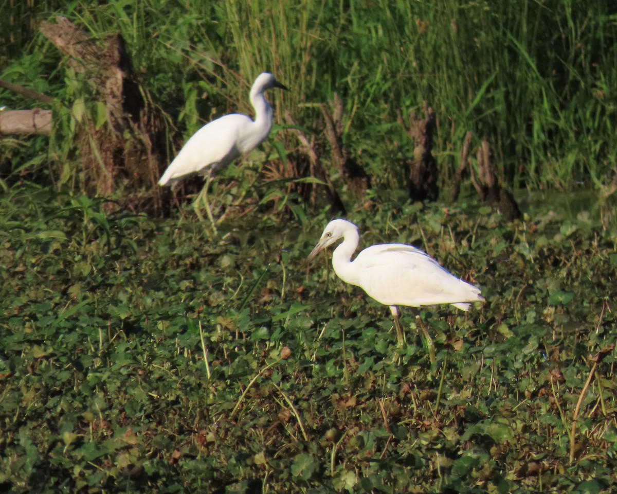 Little Blue Heron - ML638511296