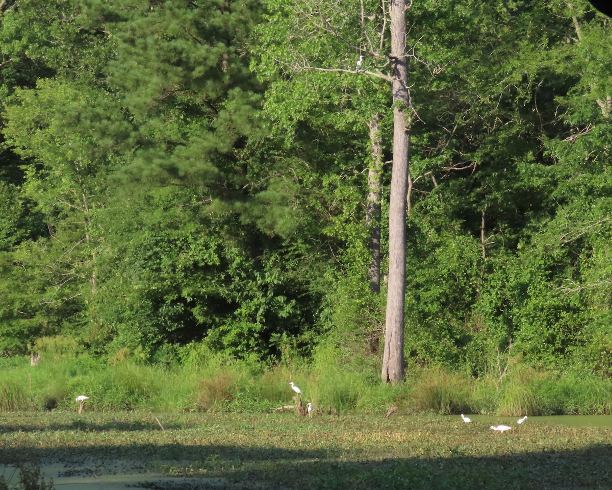 Little Blue Heron - ML638511297