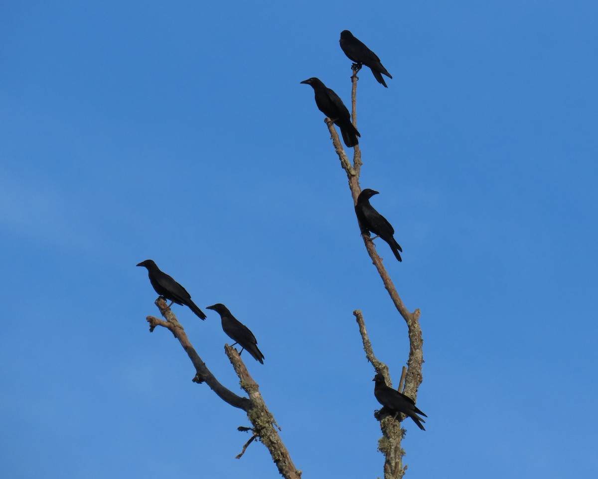 Fish Crow - ML638511320