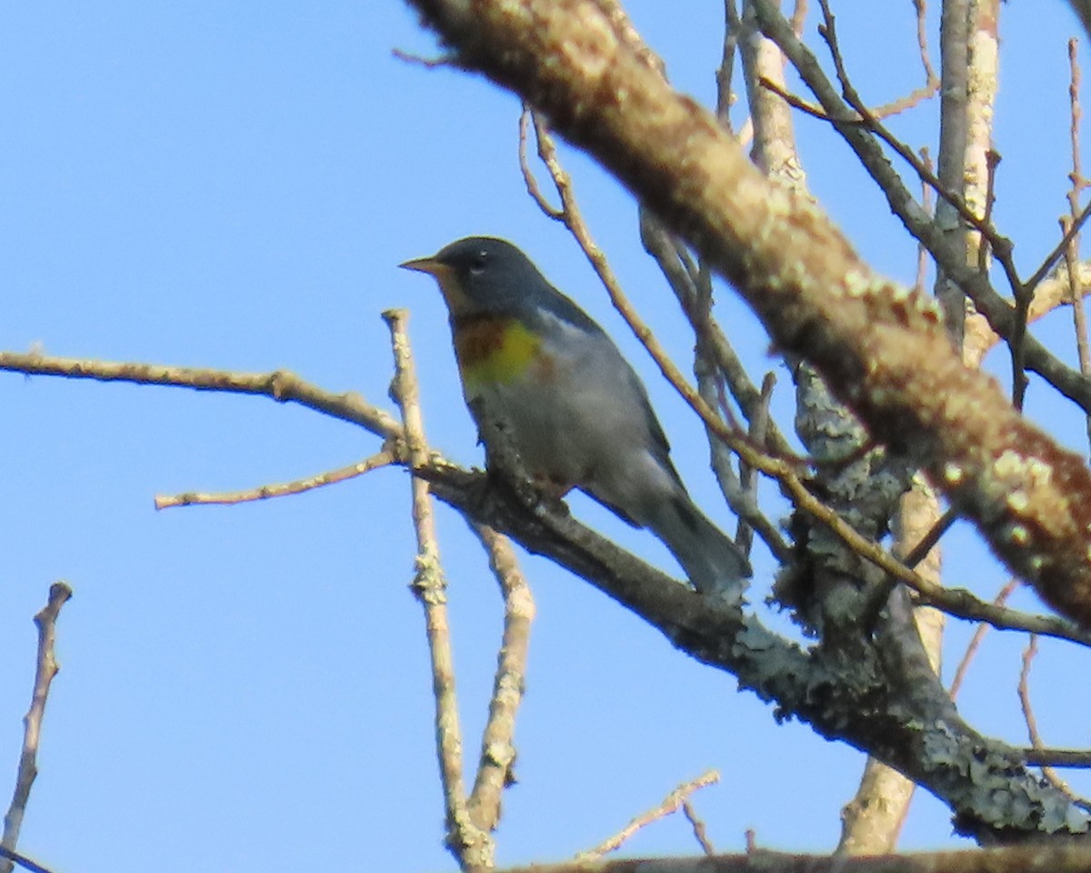 Northern Parula - ML638511333