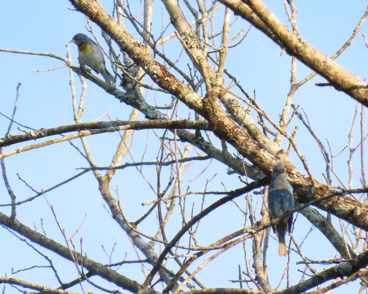 Northern Parula - ML638511334