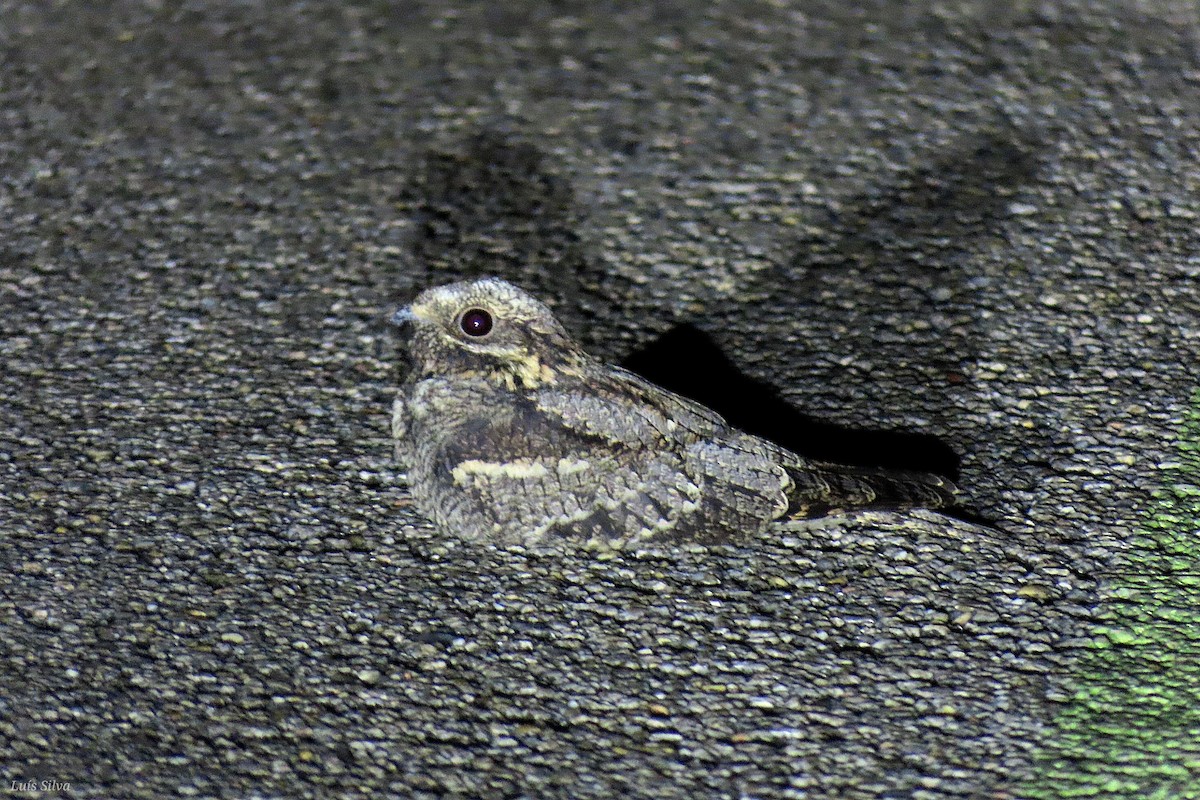 Eurasian Nightjar - ML638511339