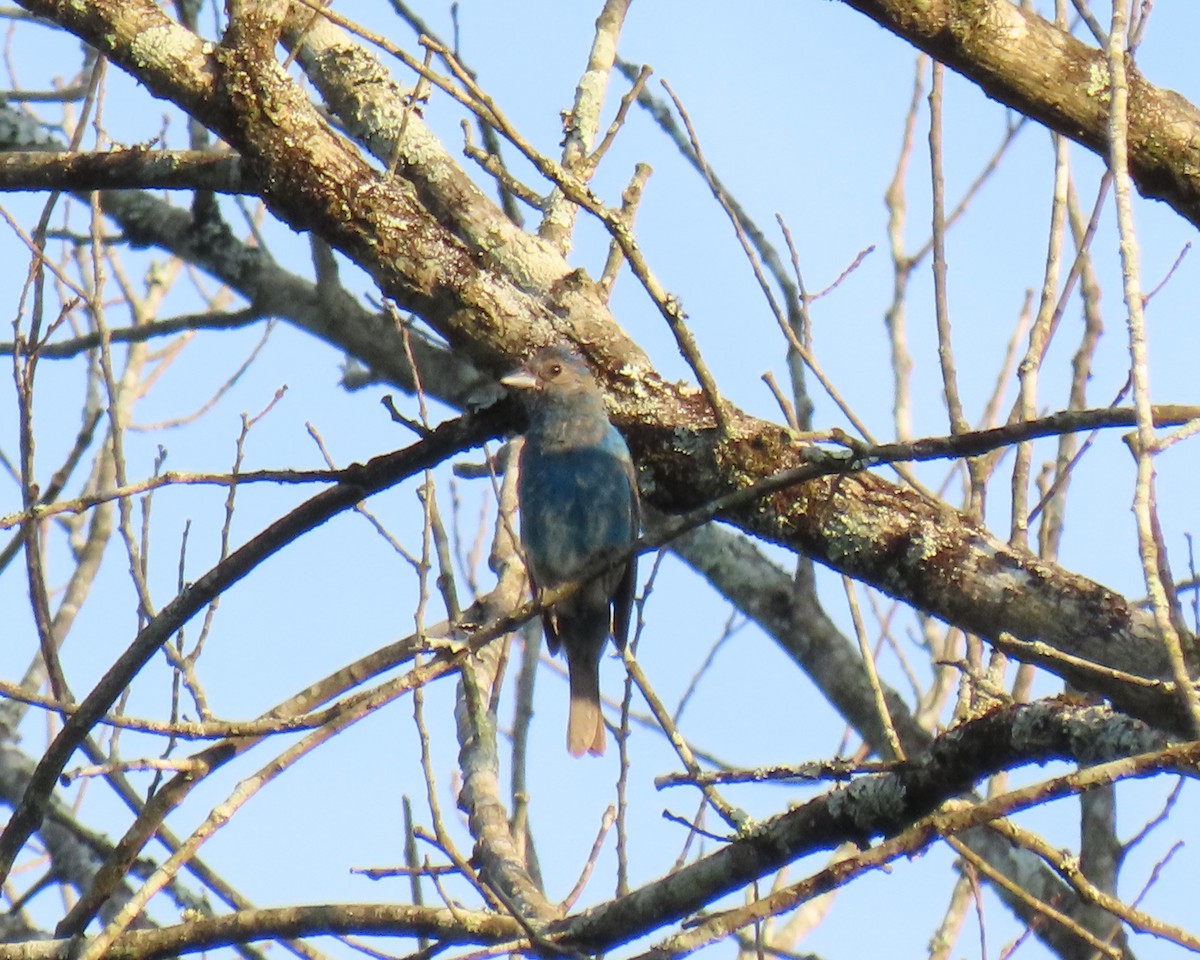 Indigo Bunting - ML638511342