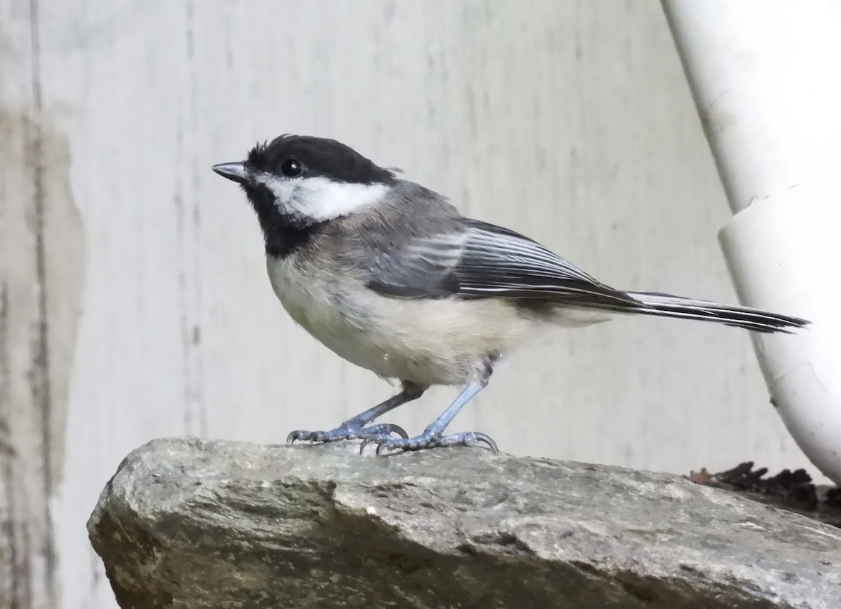 Black-capped Chickadee - ML638511351