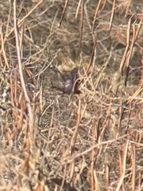 Rusty Blackbird - ML638511360