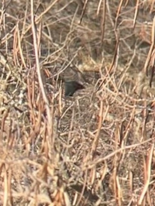 Rusty Blackbird - ML638511362