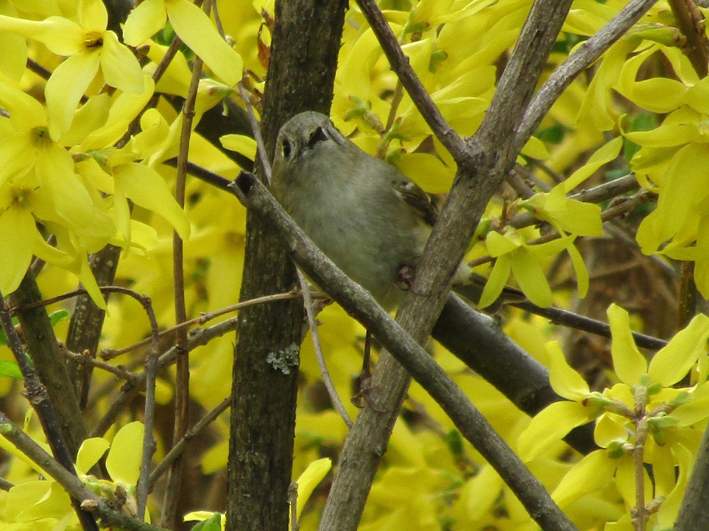 Ruby-crowned Kinglet - ML638511375