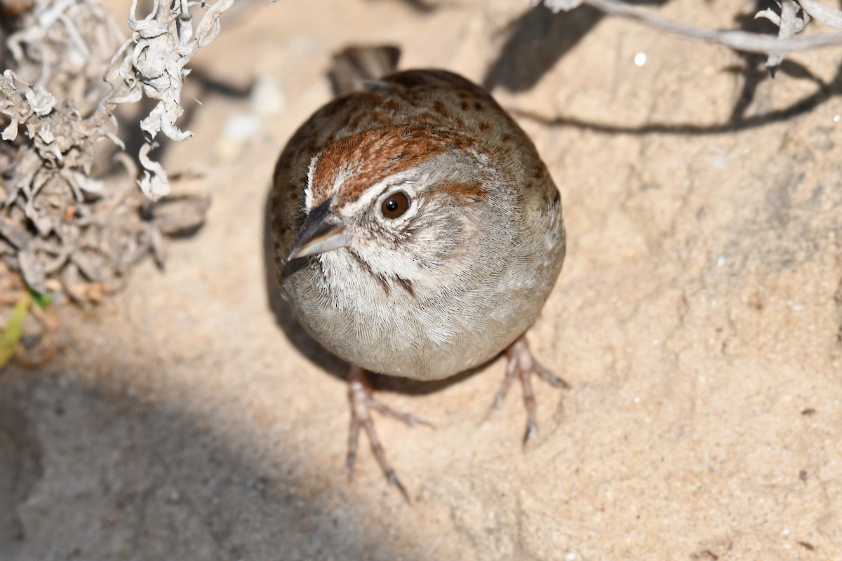 Rufous-crowned Sparrow - ML638511378