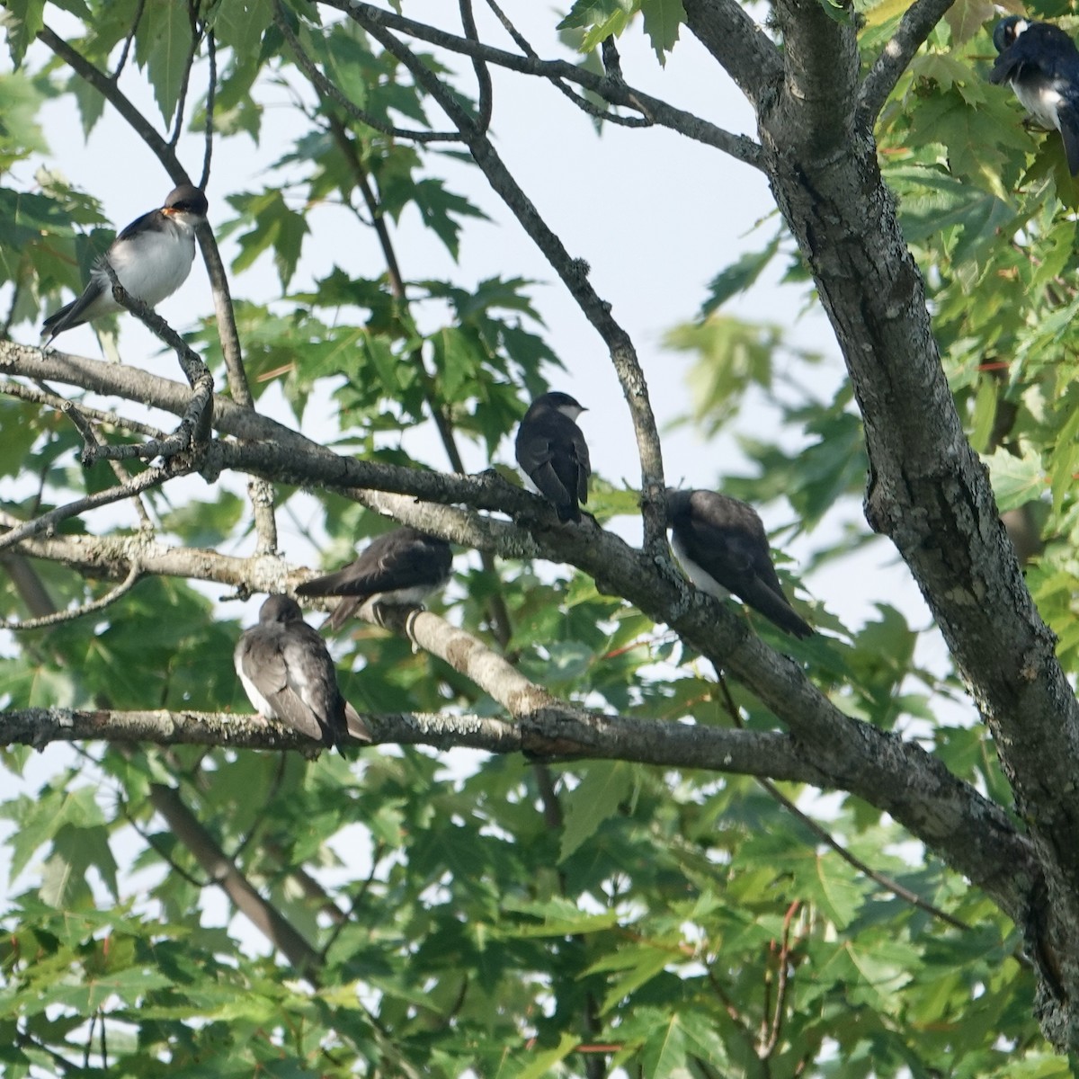 Tree Swallow - ML638511403