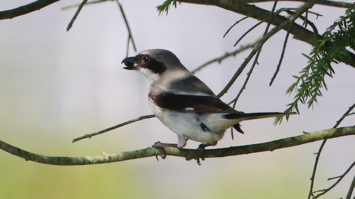 Loggerhead Shrike - ML638511511