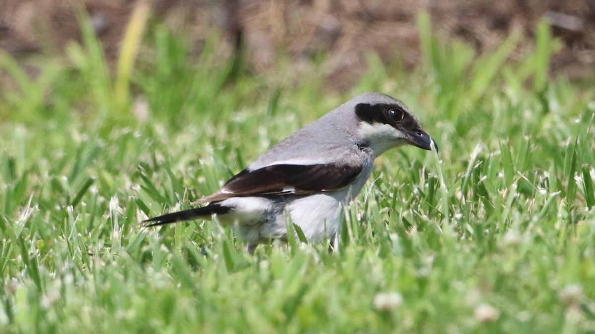Loggerhead Shrike - ML638511512