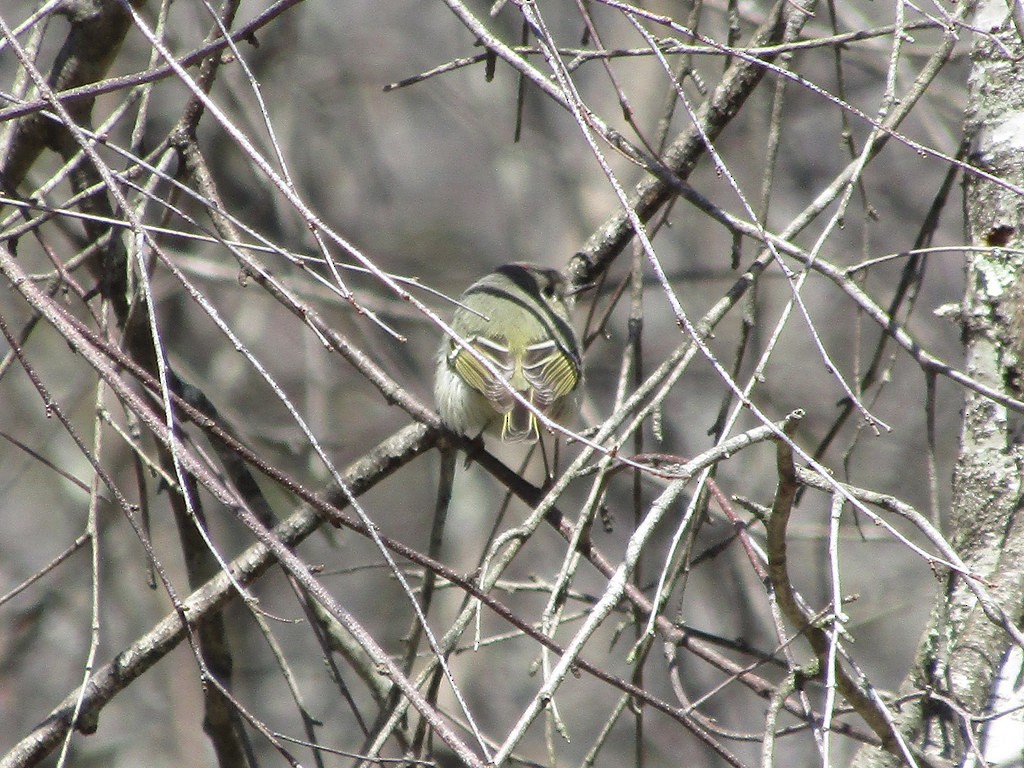 Ruby-crowned Kinglet - ML638511549