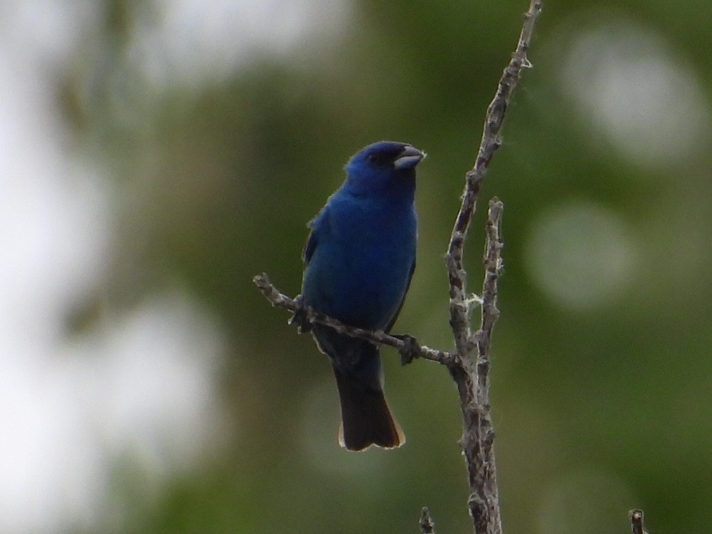 Indigo Bunting - ML638511565