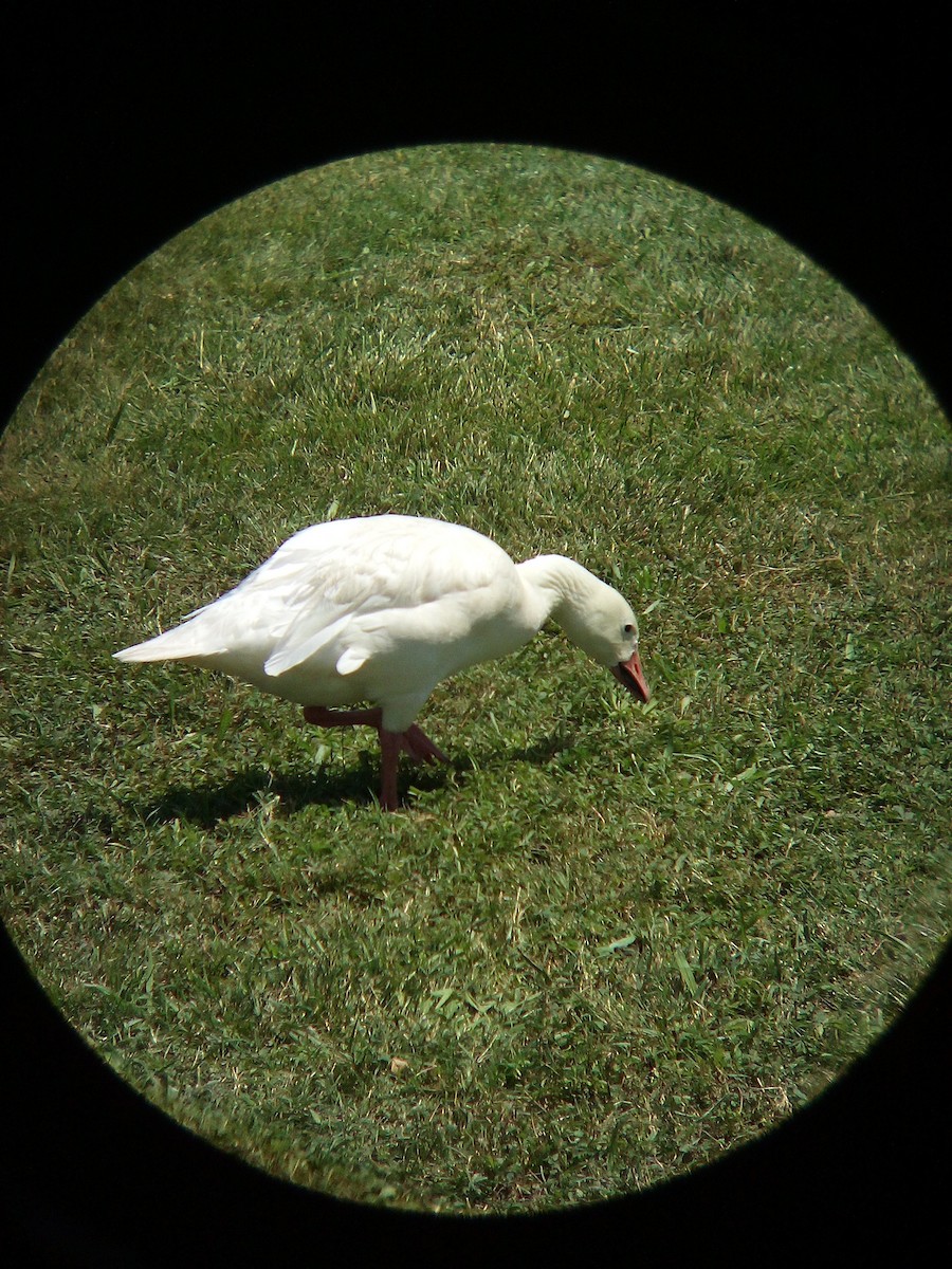 Snow Goose - ML638511566