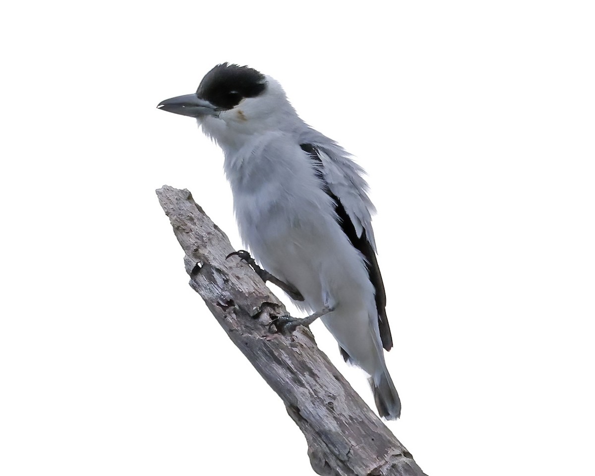 Black-crowned Tityra - ML638511574