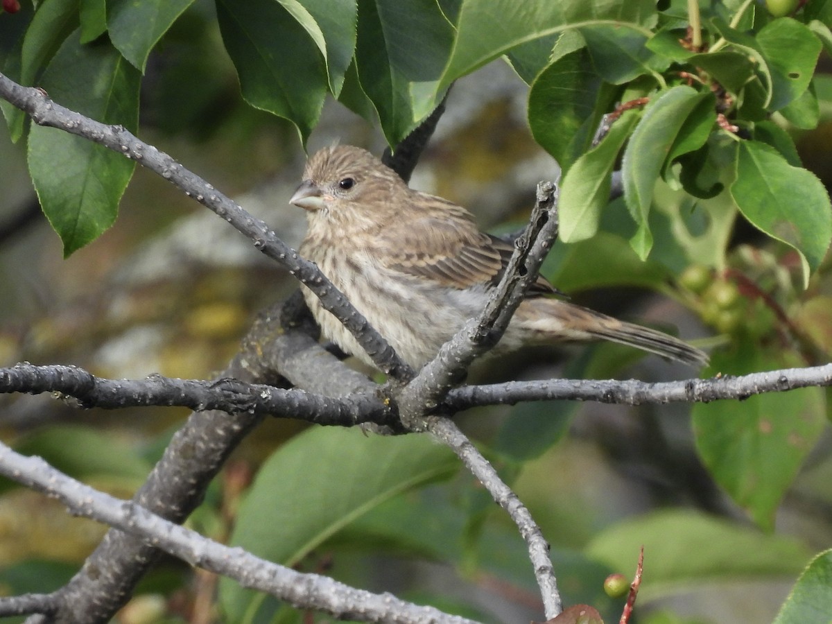 House Finch - ML638511593
