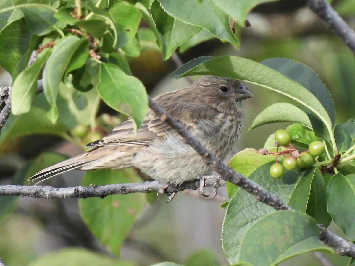 House Finch - ML638511594