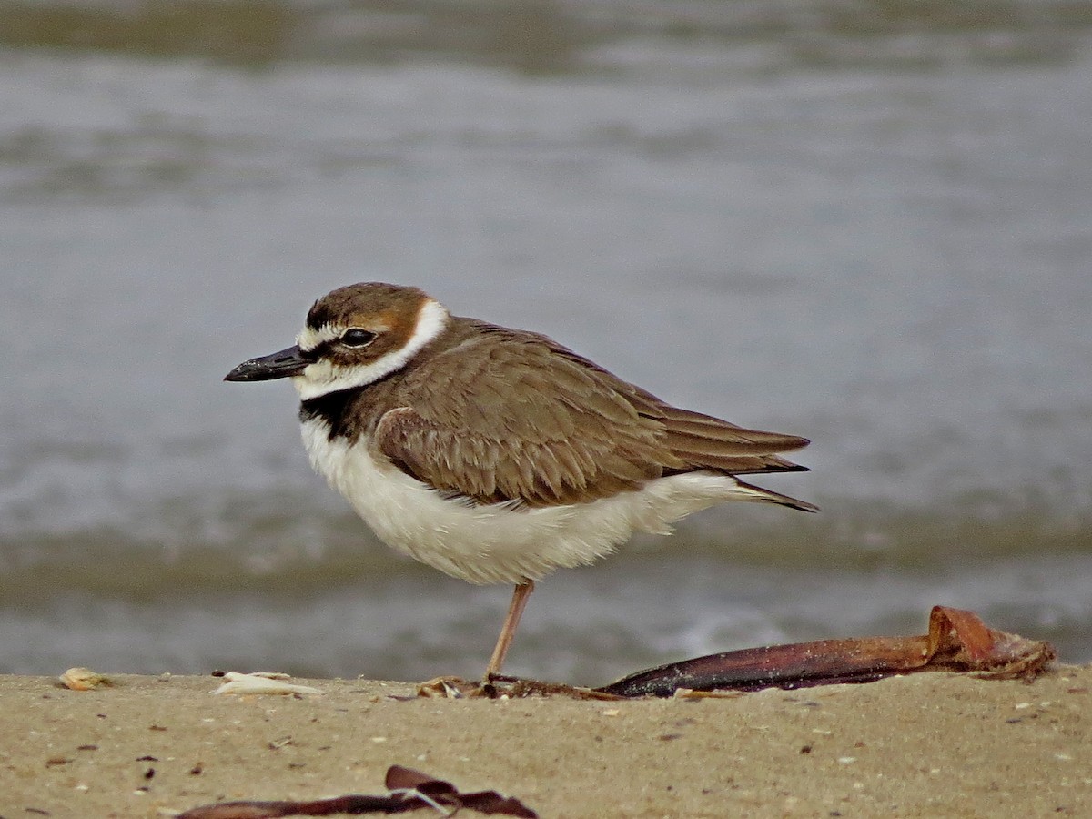 Wilson's Plover - ML638511605