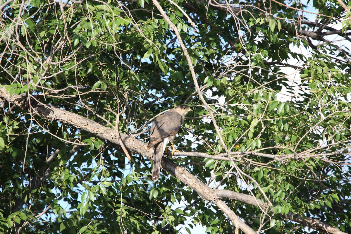 Cooper's Hawk - ML638511651