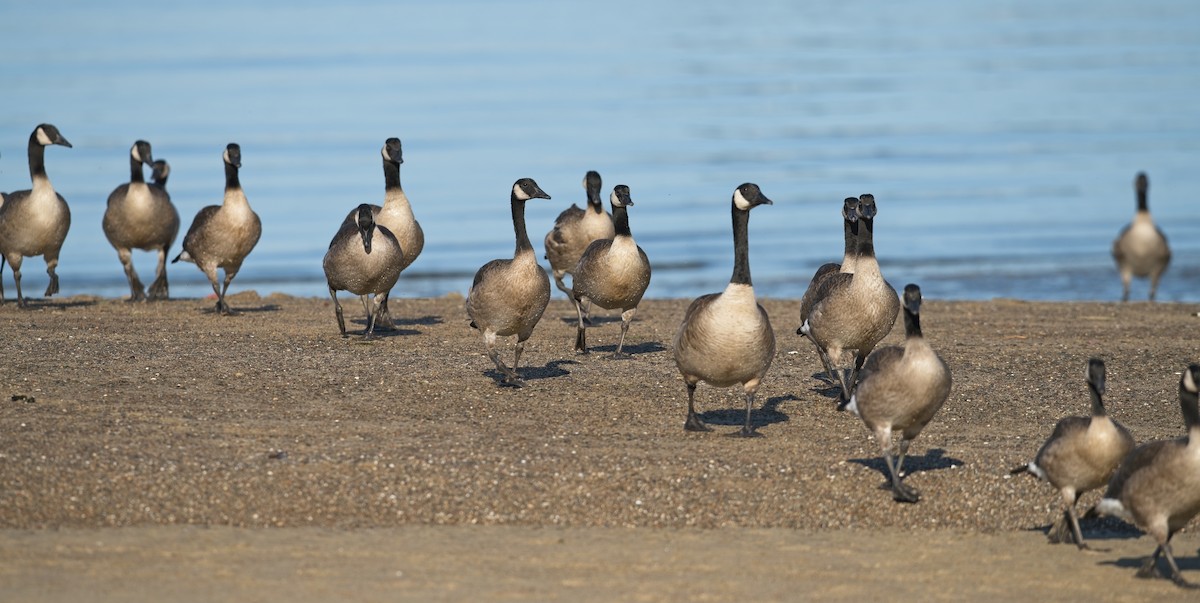 Canada Goose - ML638511675