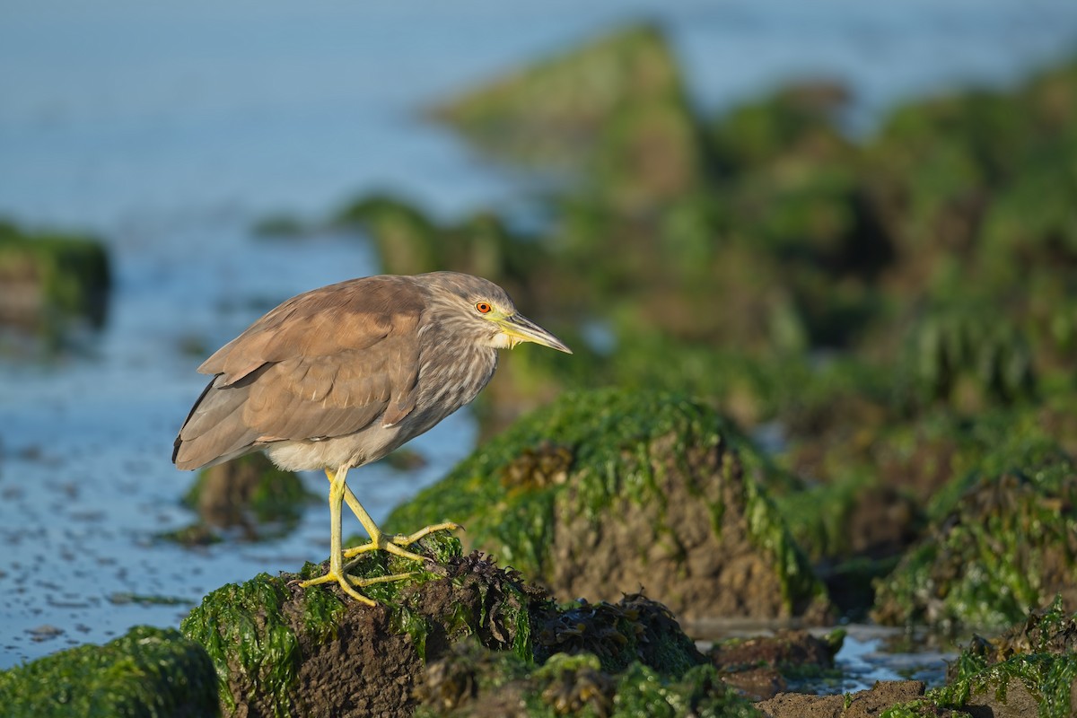 Black-crowned Night Heron - ML638511687
