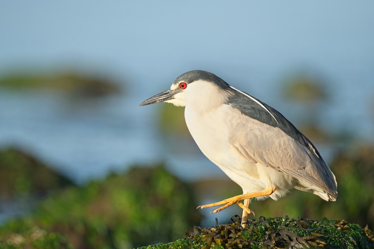 Black-crowned Night Heron - ML638511690