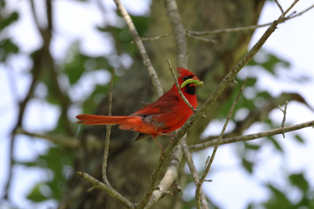 Cardenal Norteño - ML638511693
