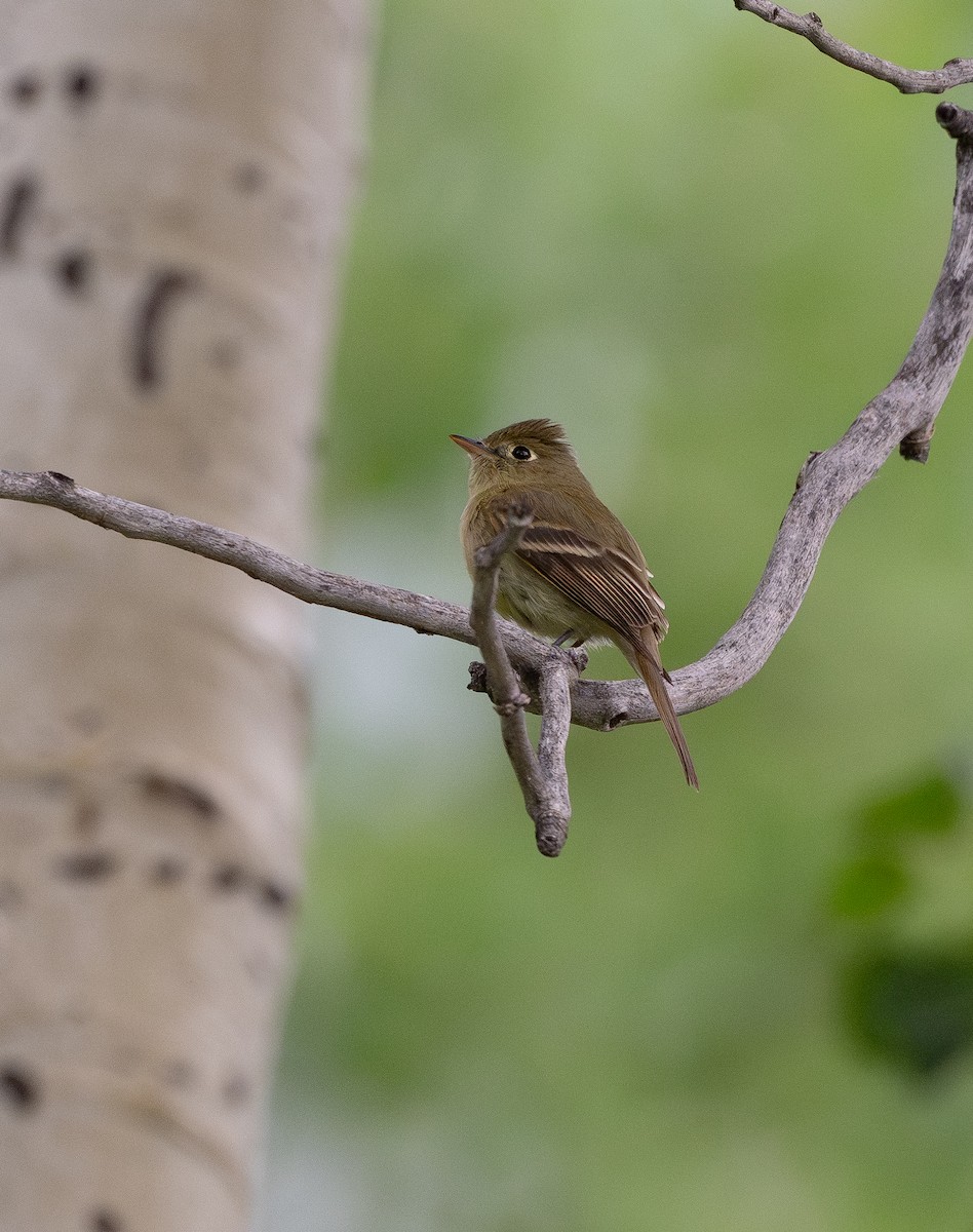 Western Flycatcher (Cordilleran) - ML638511725
