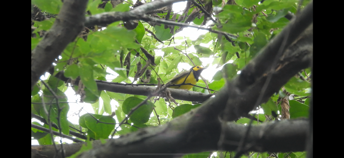 Hooded Warbler - ML638511801