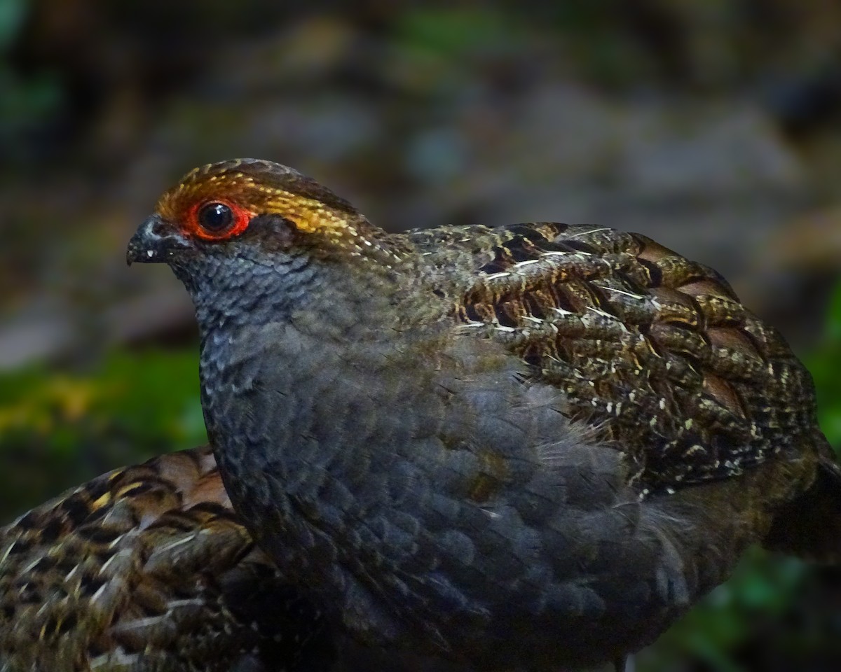 Spot-winged Wood-Quail - ML638511811