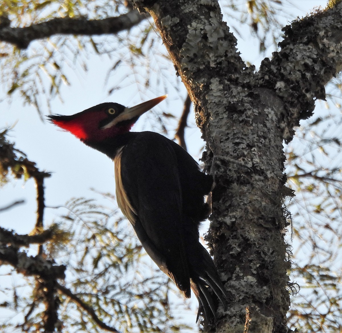 Cream-backed Woodpecker - ML638511816