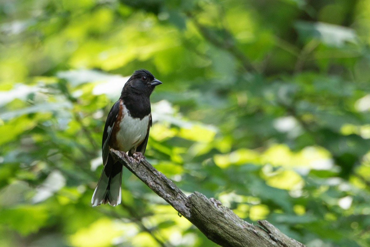 Eastern Towhee - ML638511817