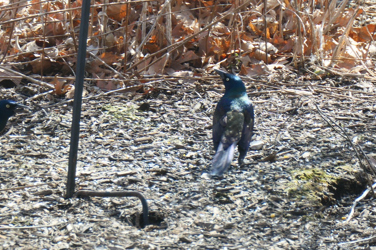 Common Grackle - ML638511825