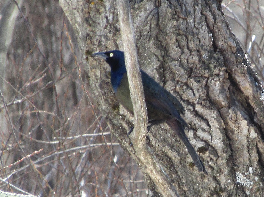 Common Grackle - ML638511826