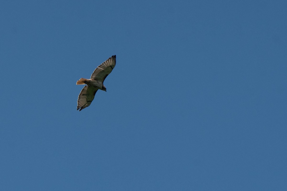 Red-tailed Hawk - ML638511828