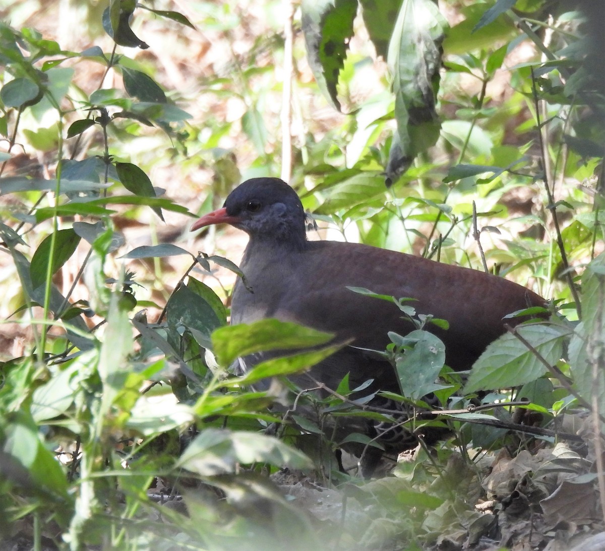 Tataupa Tinamou - ML638511829