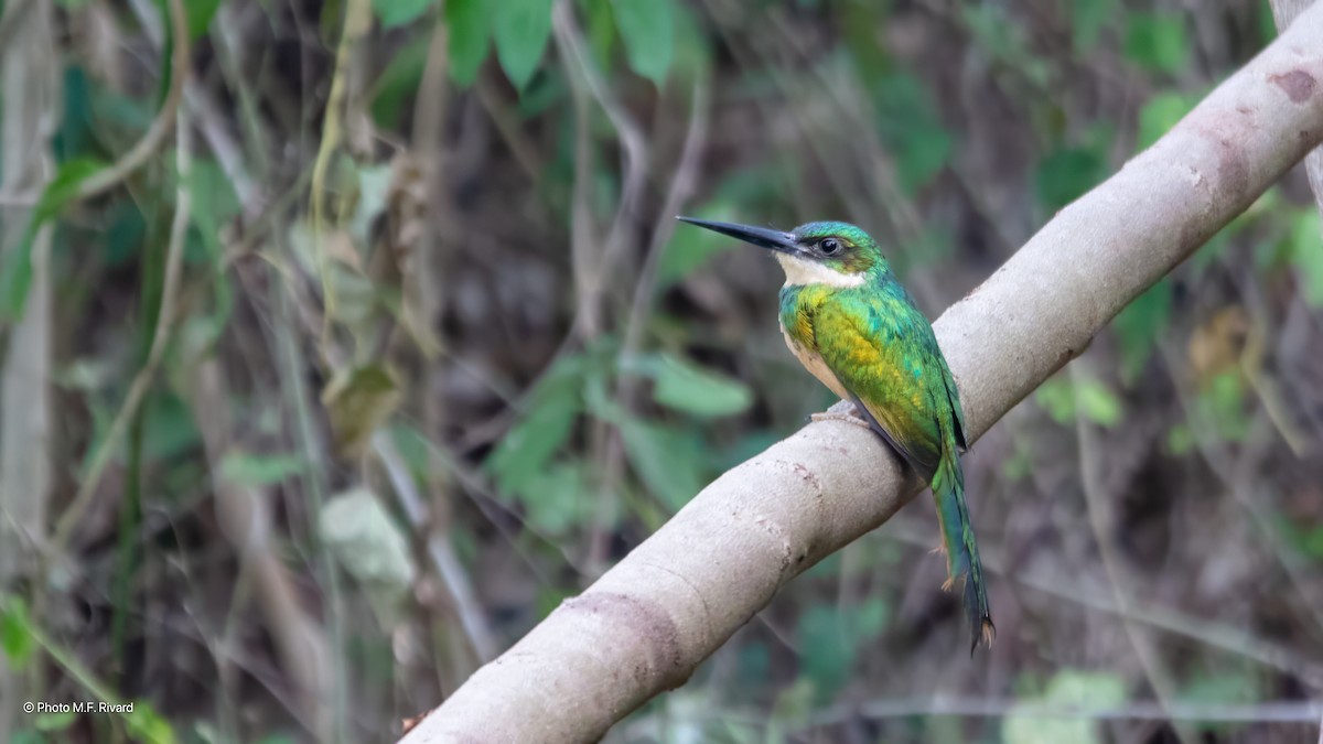 Rufous-tailed Jacamar - ML638511830