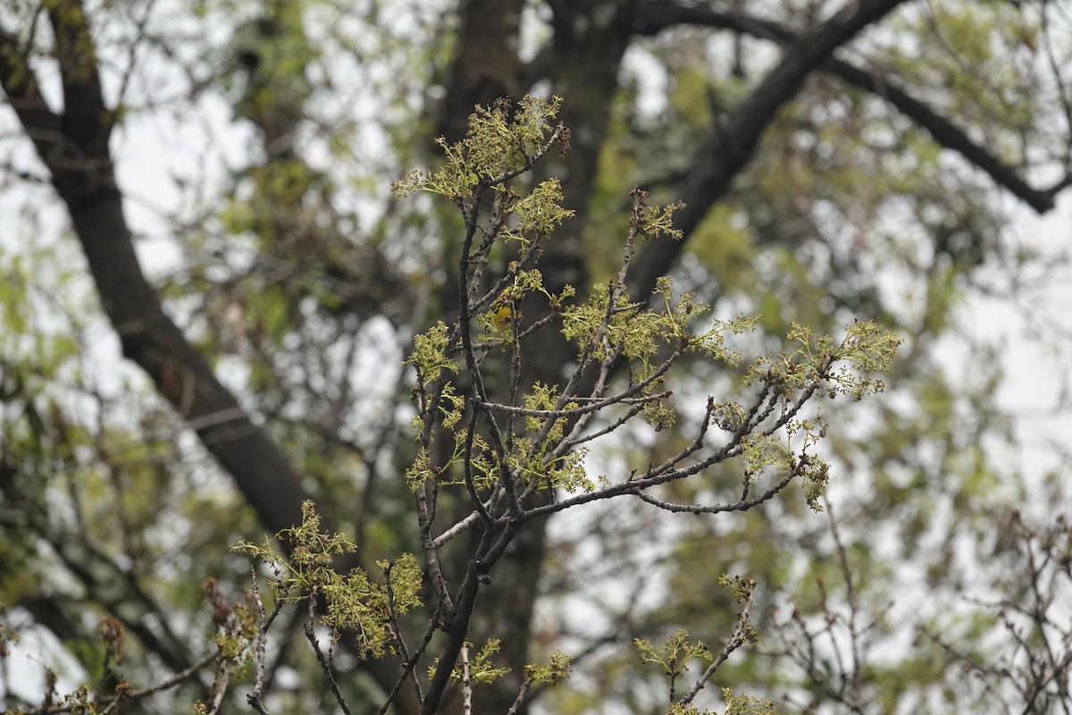 Townsend's Warbler - ML638511836