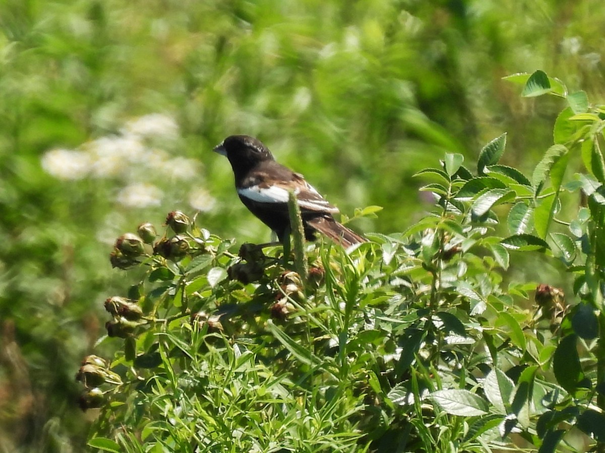 Lark Bunting - ML638511840