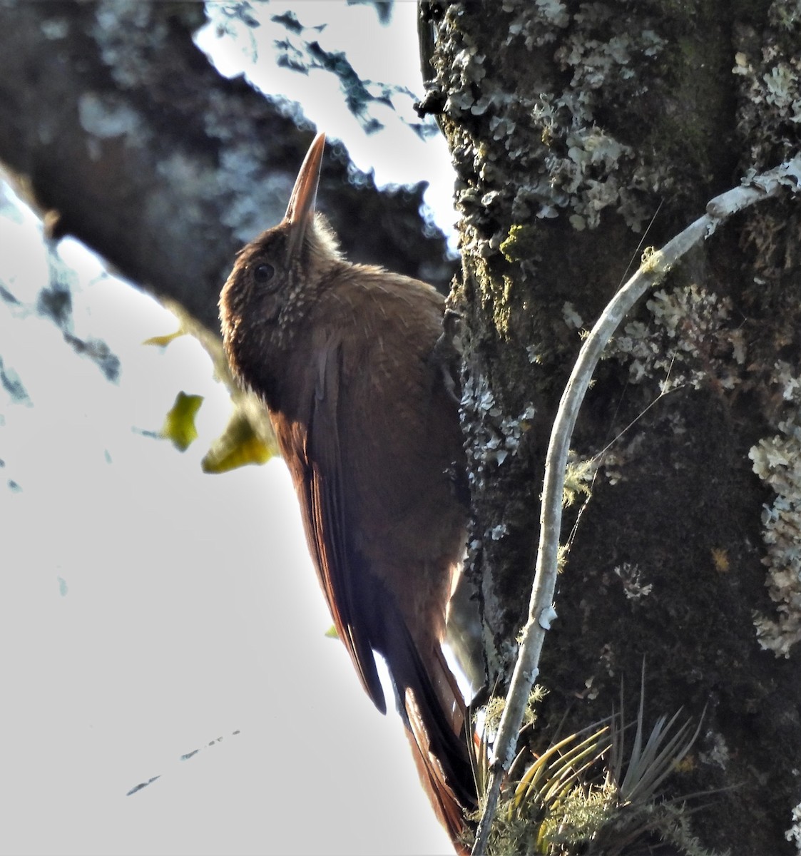 Black-banded Woodcreeper - ML638511845