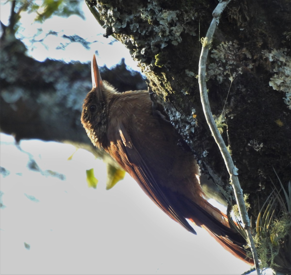 Black-banded Woodcreeper - ML638511847