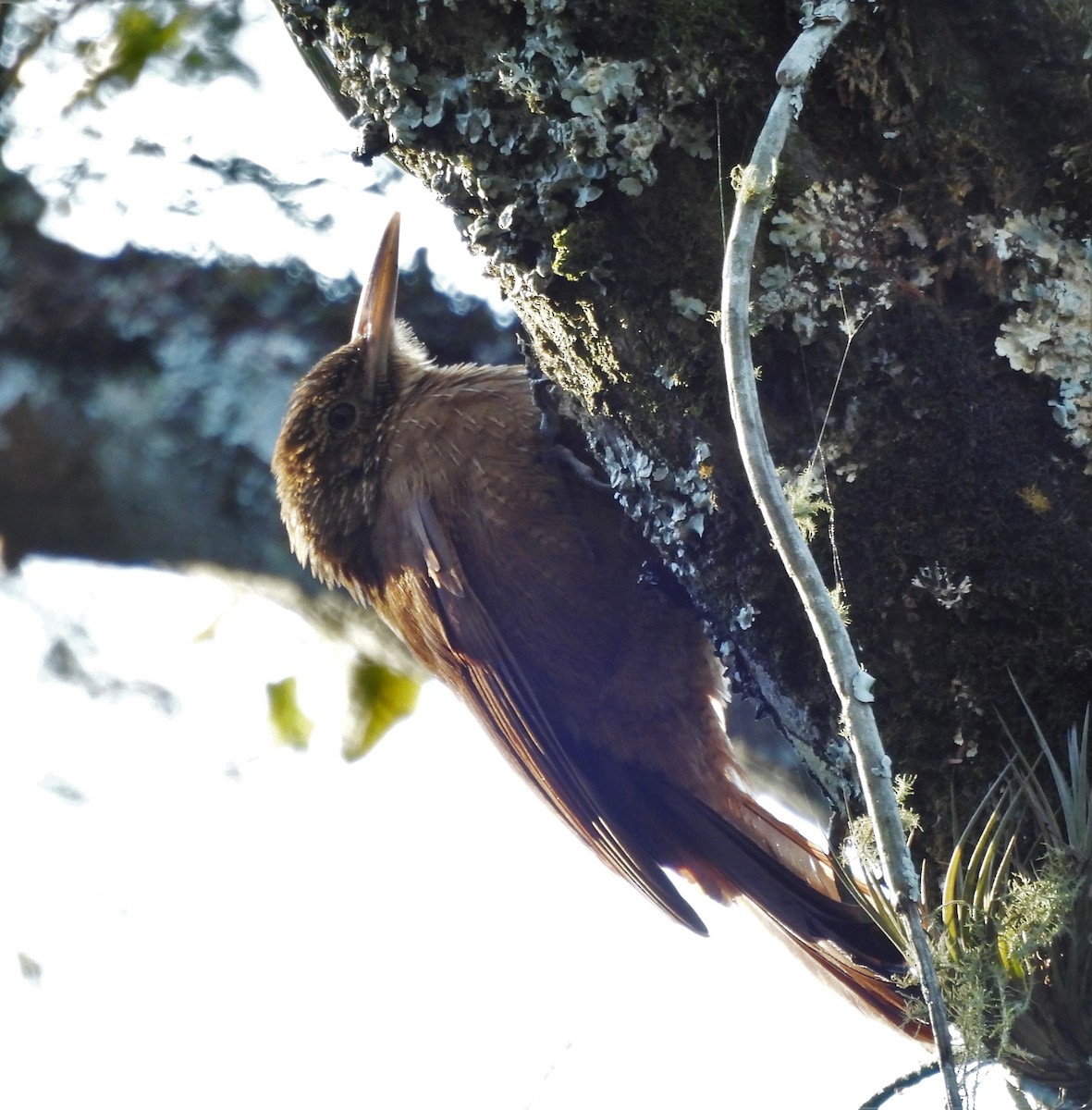 Black-banded Woodcreeper - ML638511848