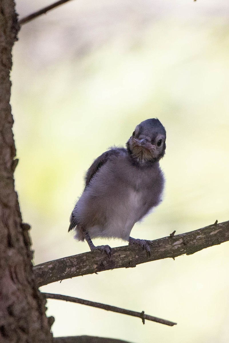 Blue Jay - ML638511850