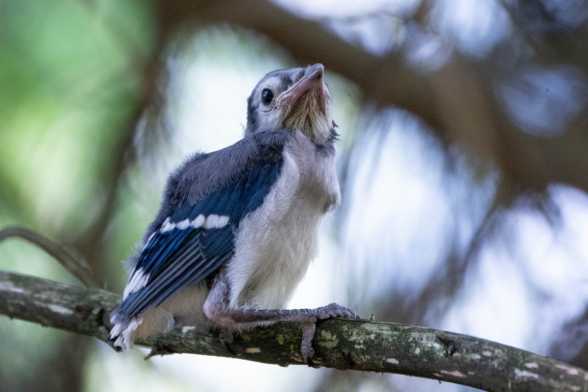 Blue Jay - ML638511851